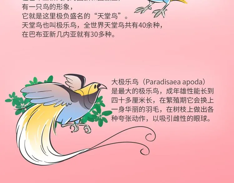科普番外——“天堂鸟”在哪里2