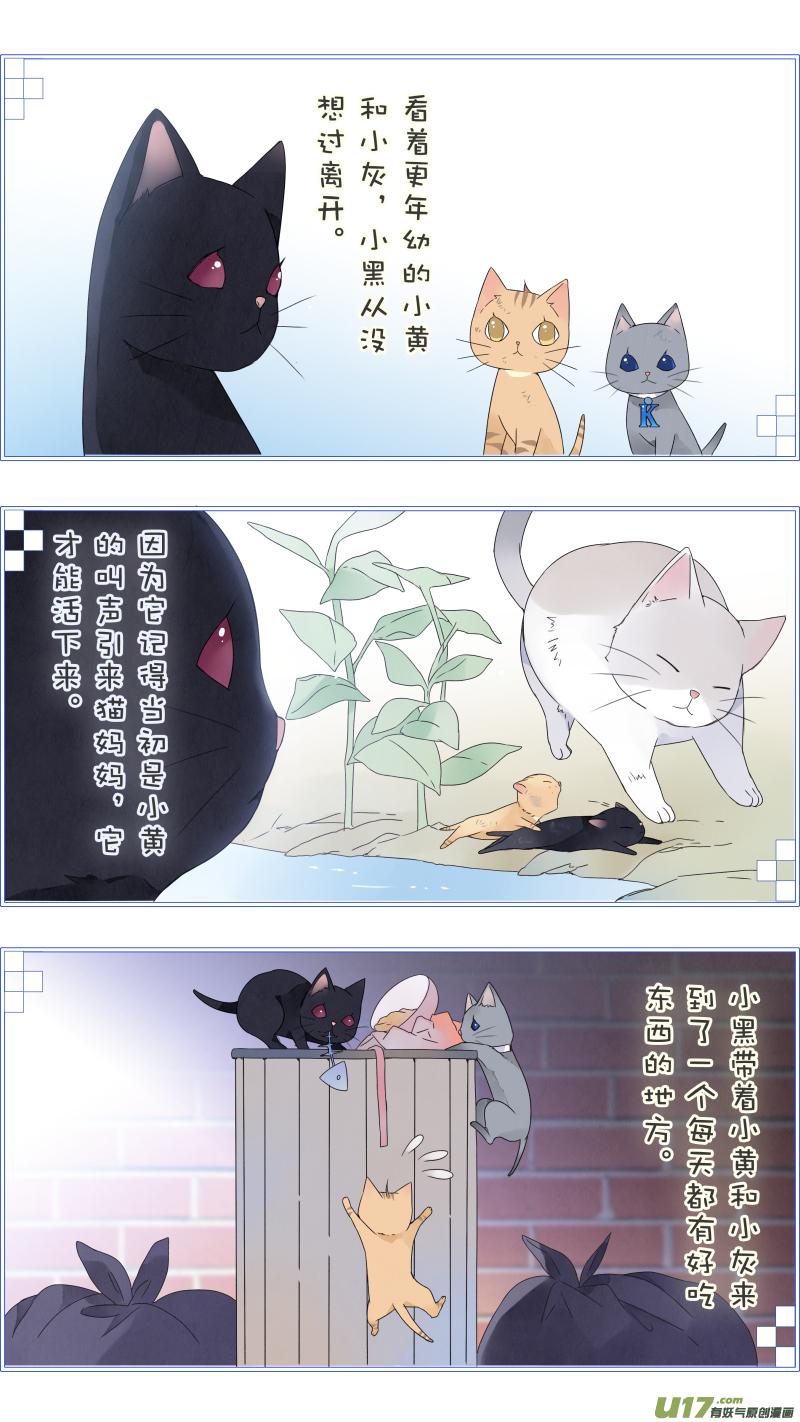 蓝翅猫咪版3