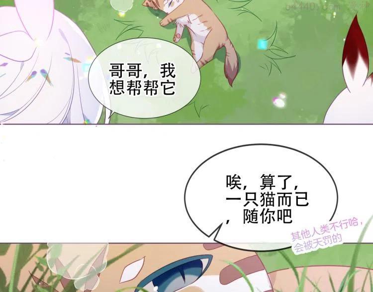 番外 无夜城的一只猫1