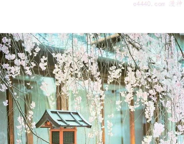 第16期 每一朵春花都是治愈系 _ overwateroverwind4
