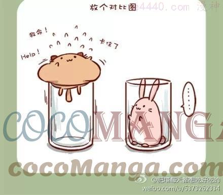 No1 肥喵2