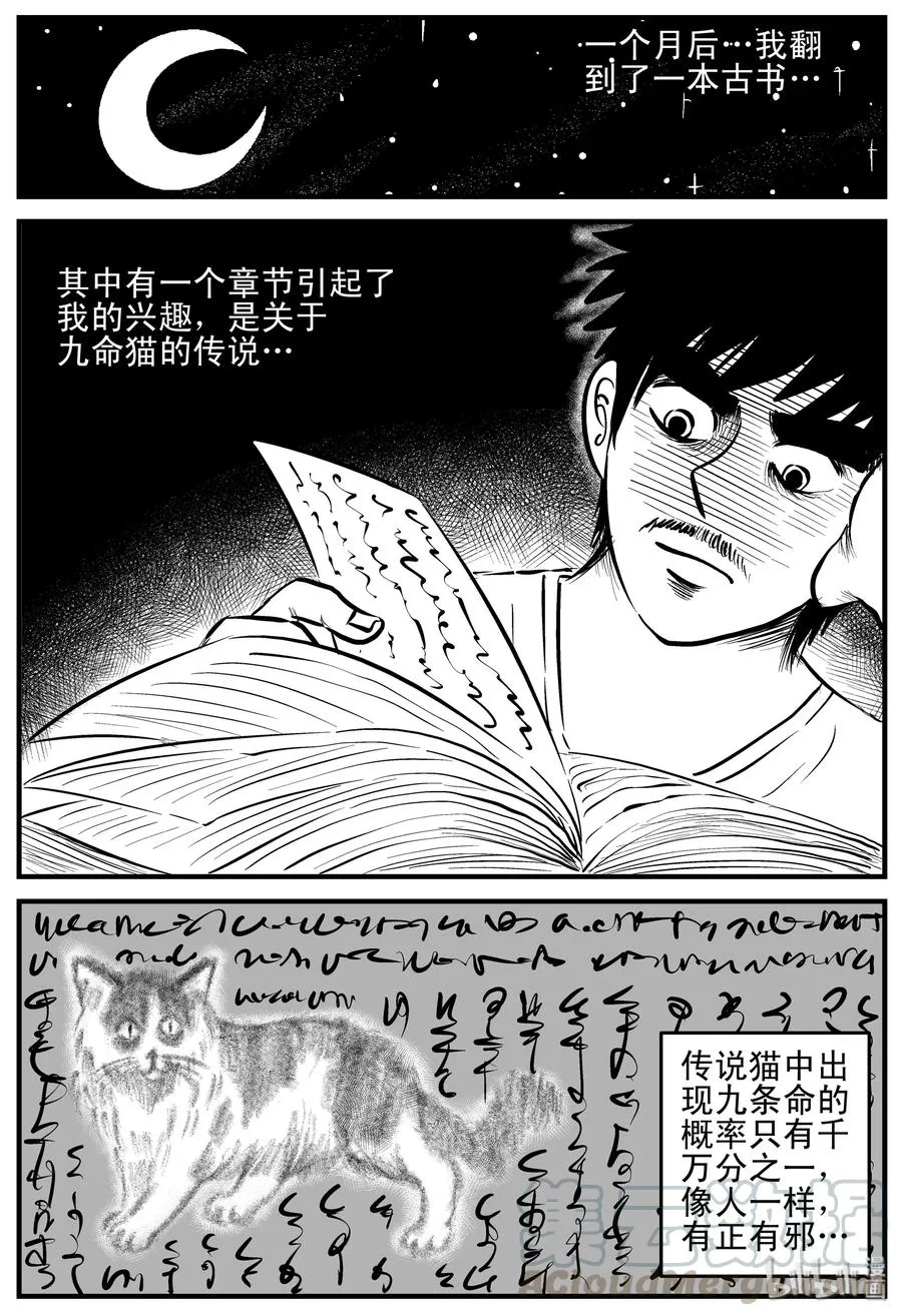 163 猫1