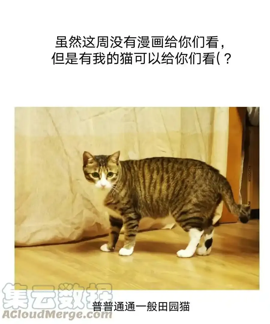 猫猫 请假条2