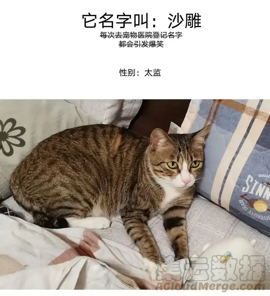 猫猫 请假条3